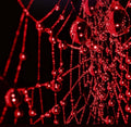 Red Tape 2